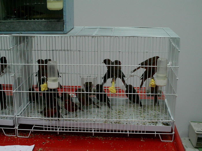 IMAG0096; rosso nero proprietar Fery
