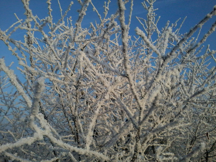 Fotografie-0067 - venit iarna