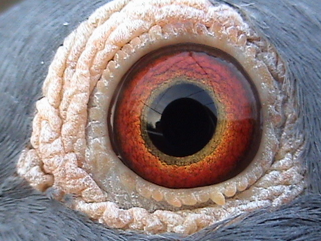 Ochiul lui