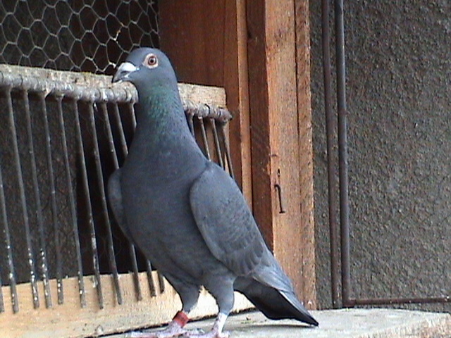 Meullemans & Ryckaert de vanzare