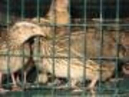 Recovered_JPEG_2112; japoneze talie mare
