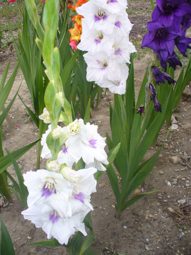 P1010692 - gladiole 50 culori- bulbii de vanzare