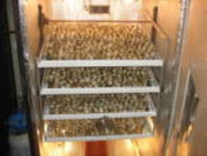 tn[2]; incubator pentru 1400oua prepelita facut de sotul meu
