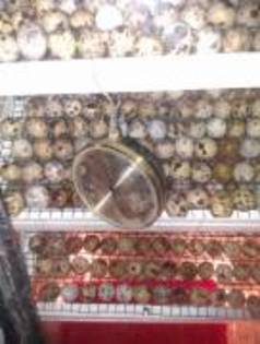 t_1302710888_188497346_4[1]