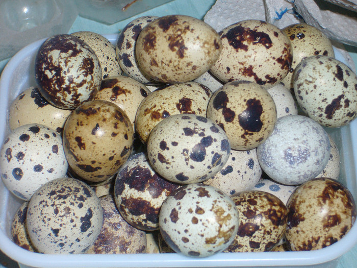 P1020079; oua consu sau tratament
