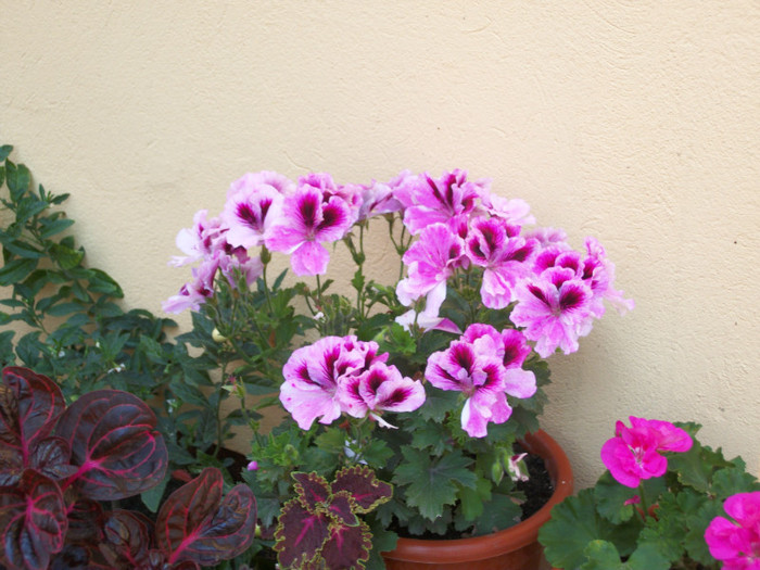 100_4622 - muscate grandiflorum