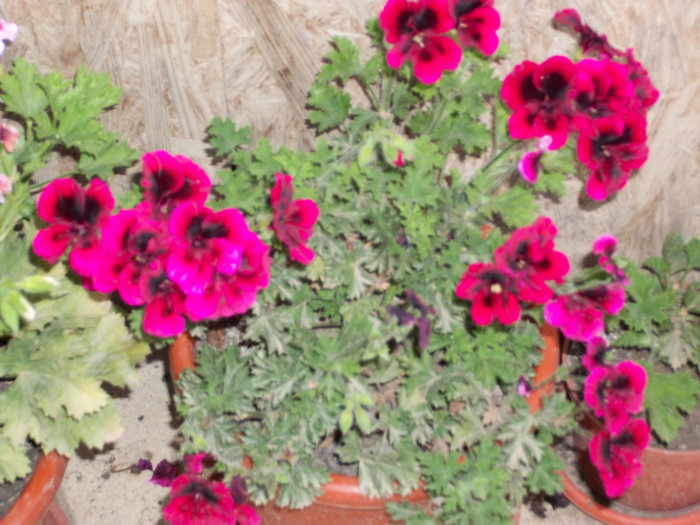 100_5667 - muscate grandiflorum