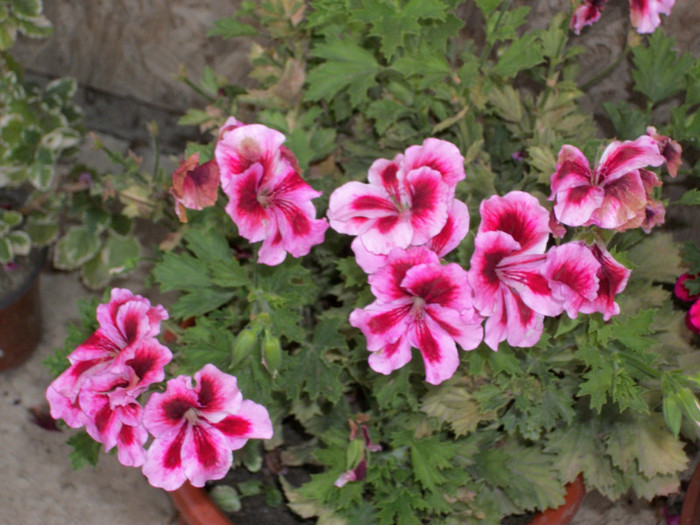 100_5669 - muscate grandiflorum