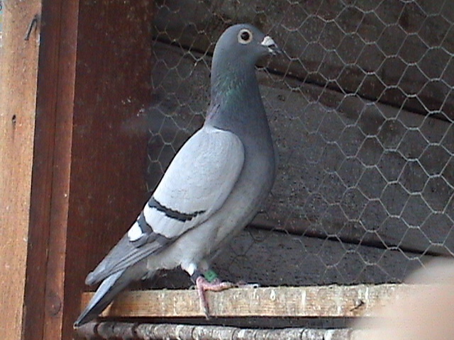 515101-08 Fr.Nepoata  Nadira; Nadira
