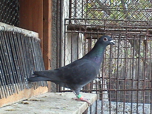 F 0549911-11; Meullemans &amp;amp; Van der Weegen &amp;amp; Ryckaert

