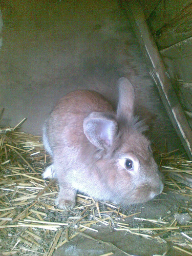 FEMELA CAP DE LEU - vanduti