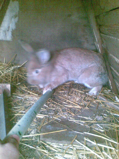 FEMELA CAP DE LEU - vanduti