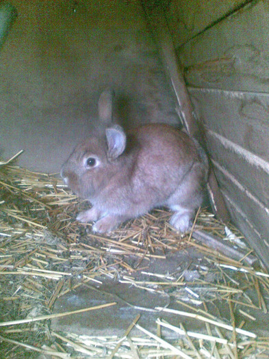 FEMELA CAP DE LEU - vanduti