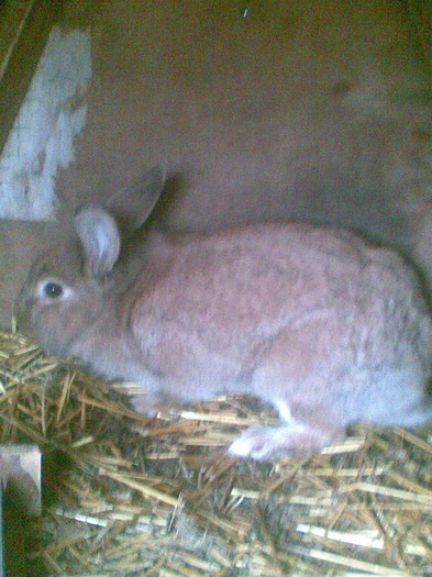 FEMELA CAP DE LEU - vanduti