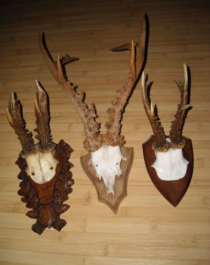 5; Coarne de 30-31 de cm.
 Practic pe langa un siberian, capriorii nostri autohtoni, chiar medaliati,
