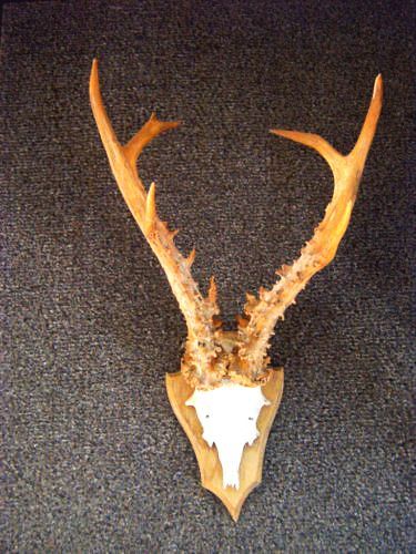 Caprior siberian mare _925 de lei; Coarne de 30-31 de cm
