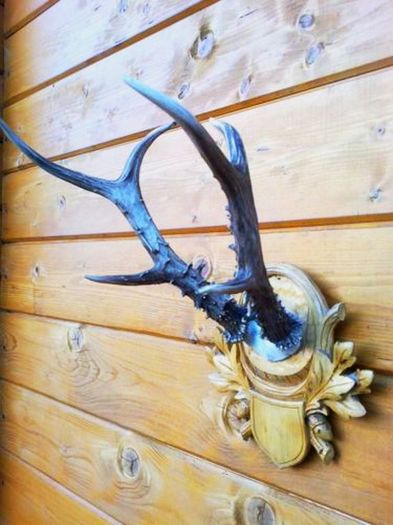 Siberian frumos_685 de lei; Coarne de 30-31 de cm
