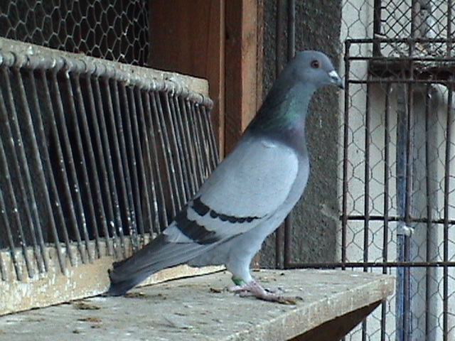 Ro 0408862-11 Nepot Phonix; Direct din fiul lui Phonix cu o porumbita super reproducatoare de maraton
