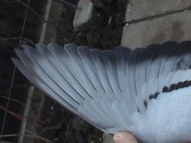 Pana lui; Nu are decat o singura pana aruncata(naparlita)e  tardiv de 2011
