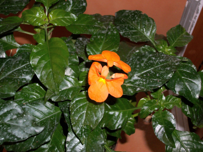 100_5346 - crossandra