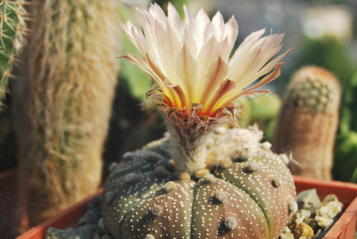 Astrophytum asterias
