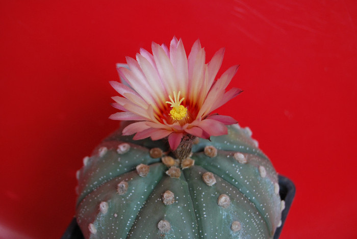 Astrophytum asterias