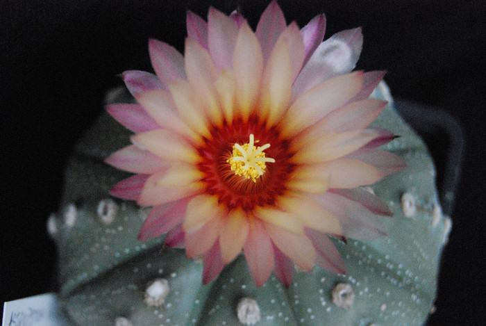 Astrophytum asterias