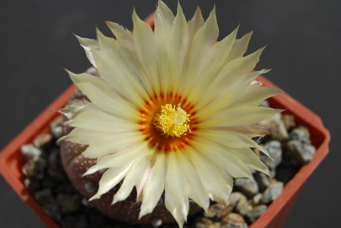 Astrophytum asterias
