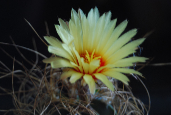 Astrophytum capricorne