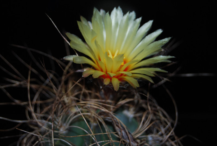 Astrophytum capricorne