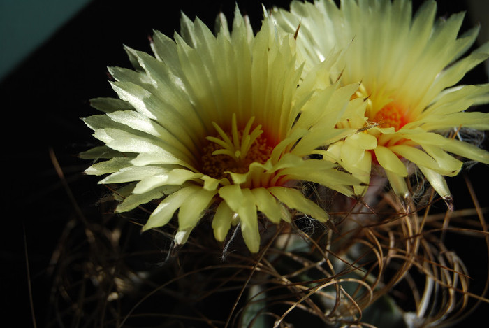 Astrophytum capricorne