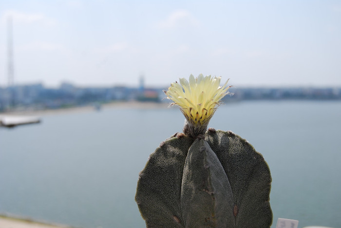 Astrophytum myriostigma