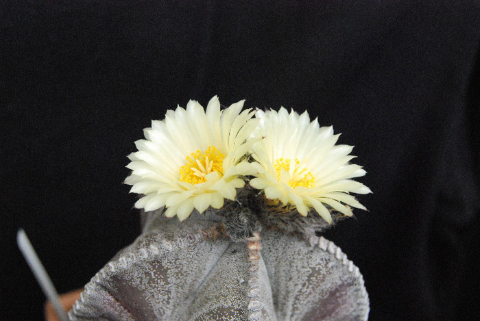Astrophytum myriostigma
