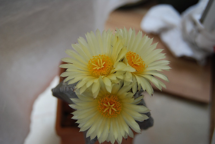 Astrophytum myriostigma