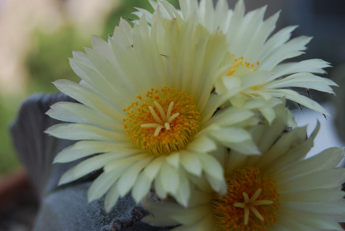 Astrophytum myriostigma