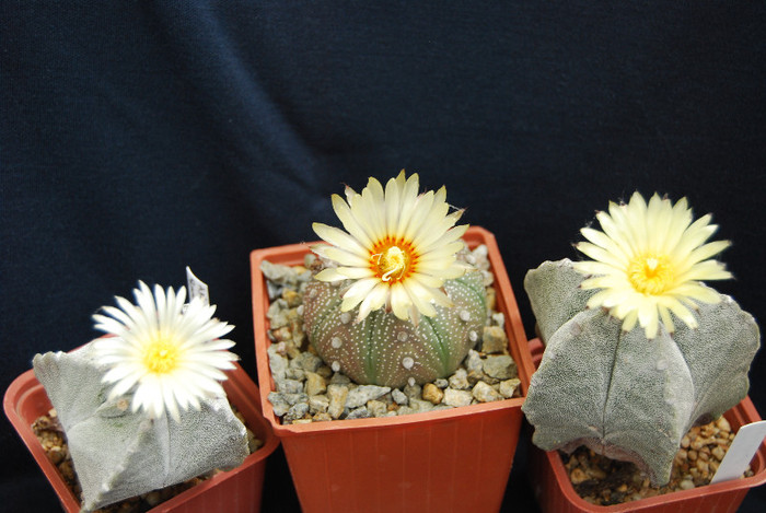 Astrophytum grup