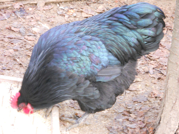 cocos1d - gaini australorp_orpington