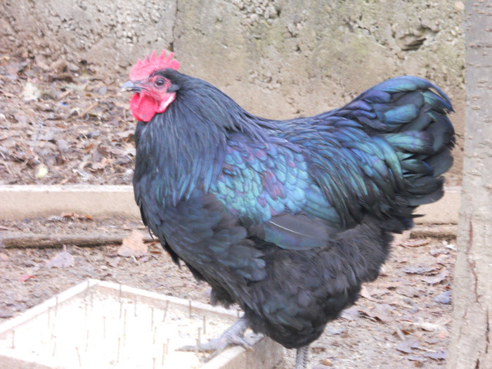 cocos1e - gaini australorp_orpington