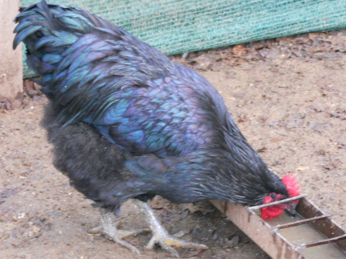 cocos3b - gaini australorp_orpington