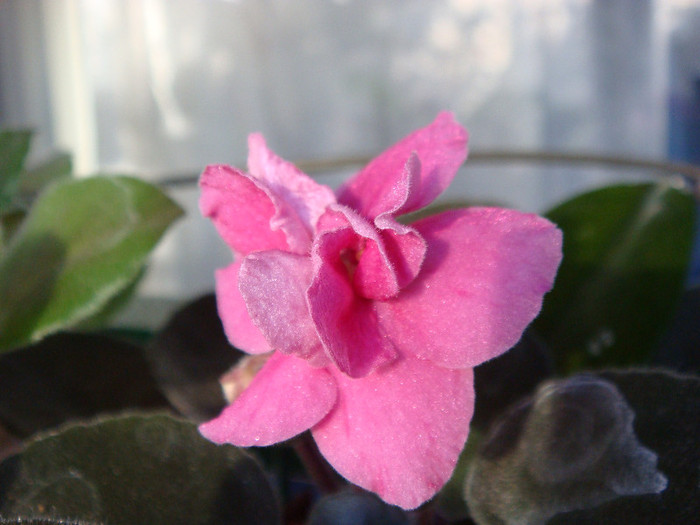Tropical Sherbet - Violete