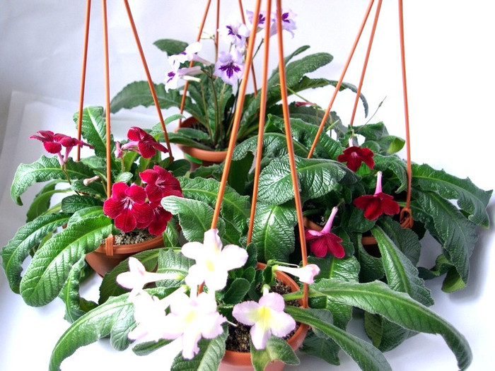 SG100320 - Streptocarpus