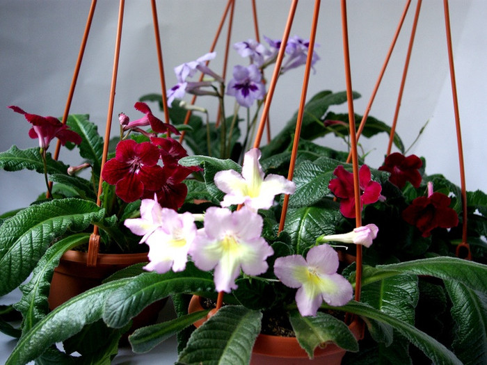 SG100324 - Streptocarpus