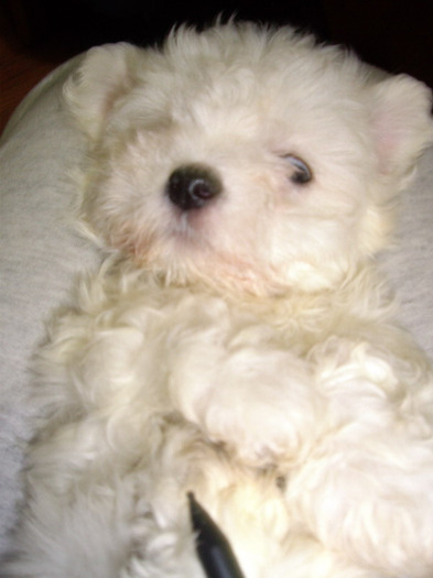 IMGP0472 - Bichon Maltese