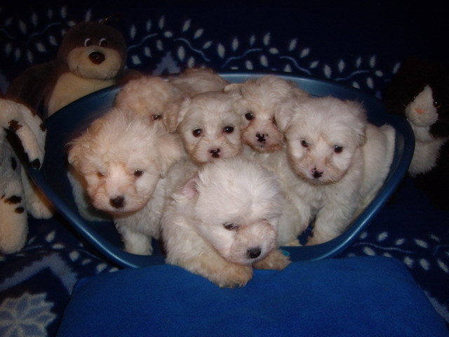 Bichon Maltese - Bichon Maltese