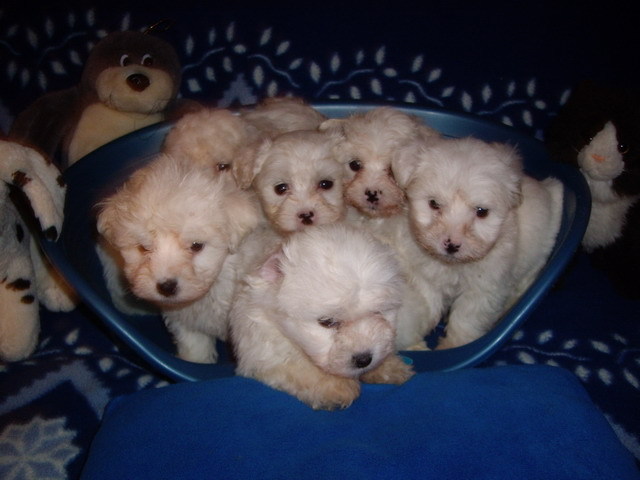 Bichon Maltese; 3 fete 3 baieti de 2 luni
