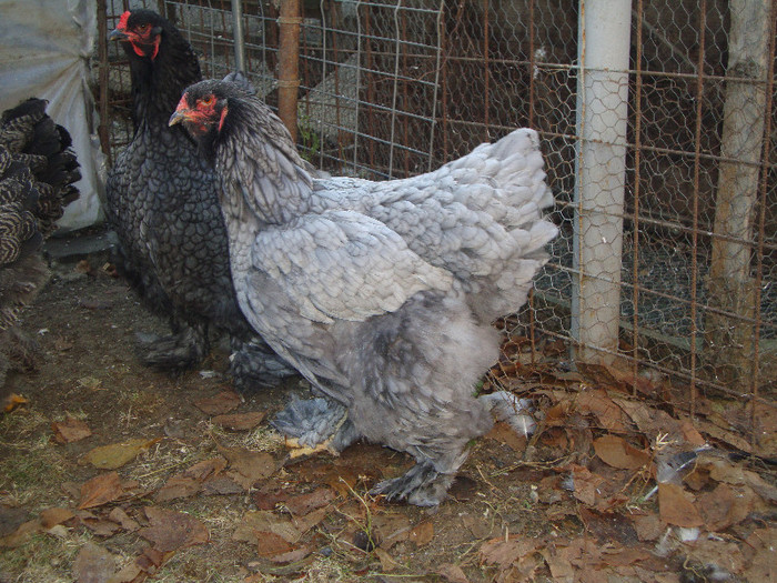 DSC01688 - PozeDecembrie2011