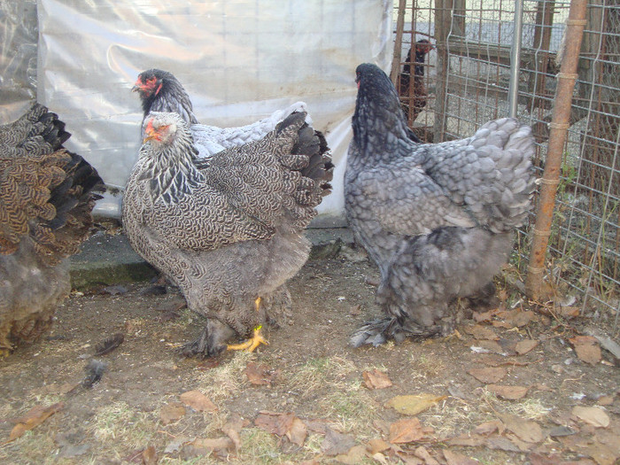 DSC01690 - PozeDecembrie2011