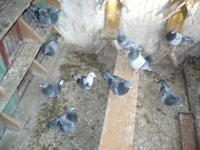 oUaU - PIGEONS