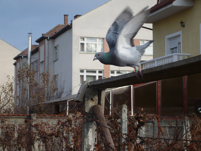 BOSSU - PIGEONS