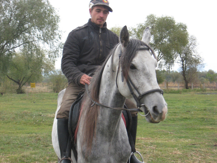 SHEIC CASTRAT SHAGYA ARAB KOHEILAN XL